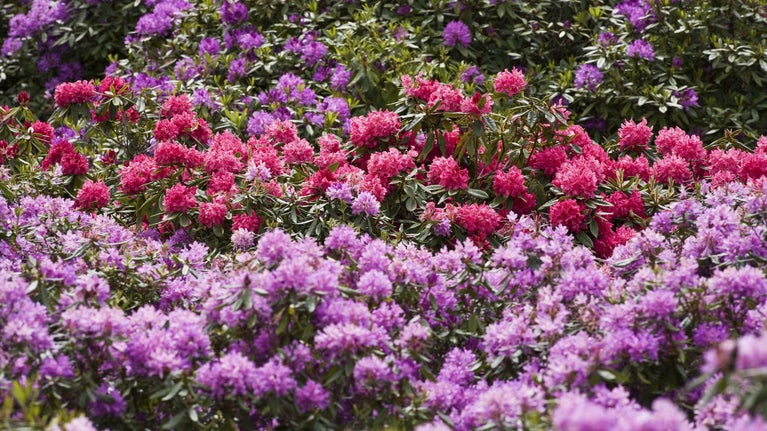 A sea of pink and red rhododendrons flowers in bloom at Sheringham Park.